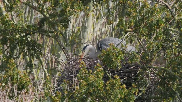 Grey Heron (ardea cinerea ) in a Heronry.