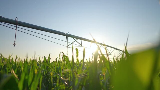 Irrigation pivot sprays water over corn field at sunrise. Agriculture system waters crop with sprinkler spray. Farming equipment irrigates cornfield. Pivot irrigation sprays field at dawn.