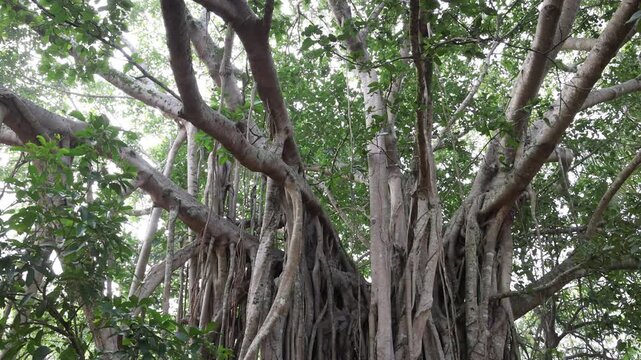 Ancient Forest Canopy with Intricate Aerial Roots, a Vibrant Green Banyan Tree in a Lush Natural Habitat, Deep Jungle Ecosystem. Sri Lanka island in Asia.