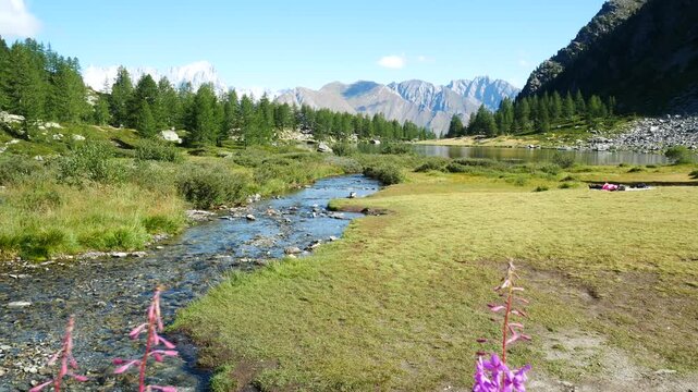 Discovering the famous Arpy Lake through tall willowherb plants, with pink flowers, Aosta Valley, Italy. Natural alpine landscape on the background, with trees, mountains and blue sky.