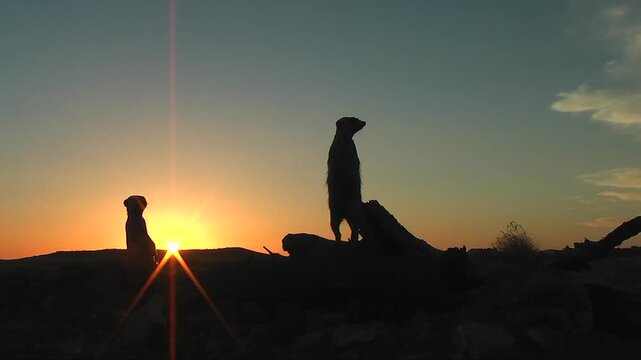 free living suricate or meerkat outlined against sunset sky 12.6