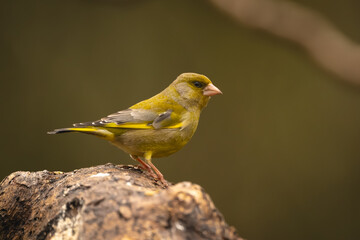 Obraz premium European greenfinch in profile on tree stump