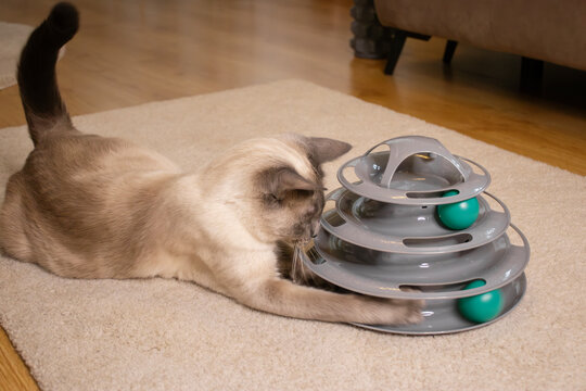 Active cat playing with interactive multi level toy with balls. Motion, energy and pet engagement concept.