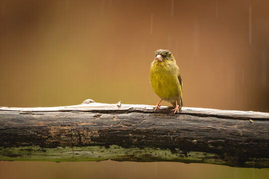 European greenfinch on cracked branch in rain