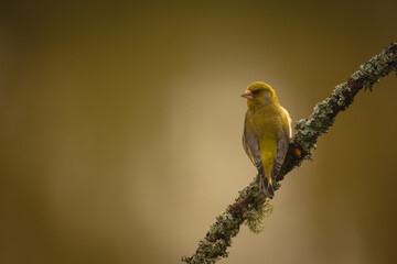 Obraz premium European greenfinch turning round on lichen-covered branch