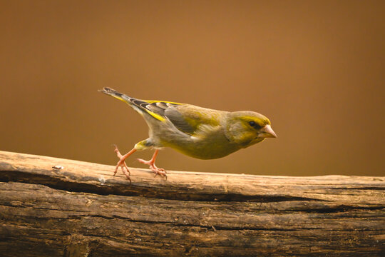 European greenfinch takes off from split log
