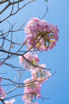 Low angle view of pink trumpet tree flowers with blue sky