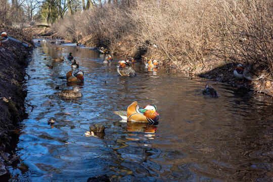 A stunning group of colorful Mandarin ducks and mallards swims peacefully in a narrow canal surrounded by dry winter bushes and a small stone bridge in the background.
