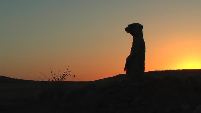 free living suricate or meerkat outlined against sunset sky 12.9