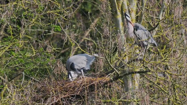 Grey Heron (ardea cinerea ) in a Heronry.