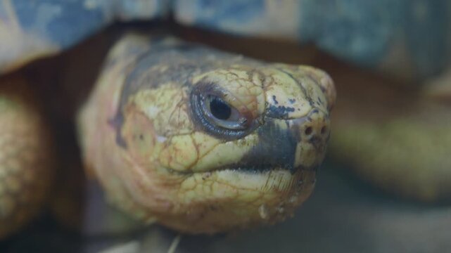Asian turtle head close up showing scales and eyes in cinematic motion during slow footage.