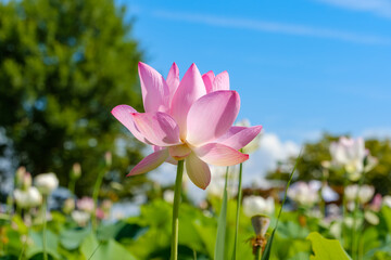 Obraz premium 青空に向かって凛と咲くピンクの蓮の花と白い雲。夏空の下で輝く水生植物の爽やかな風景。