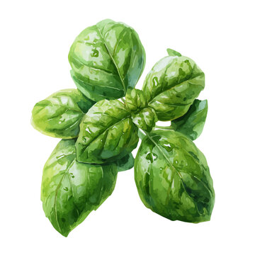 Watercolor Basil vector, artistic painting style, high-resolution illustration on a pure white background.