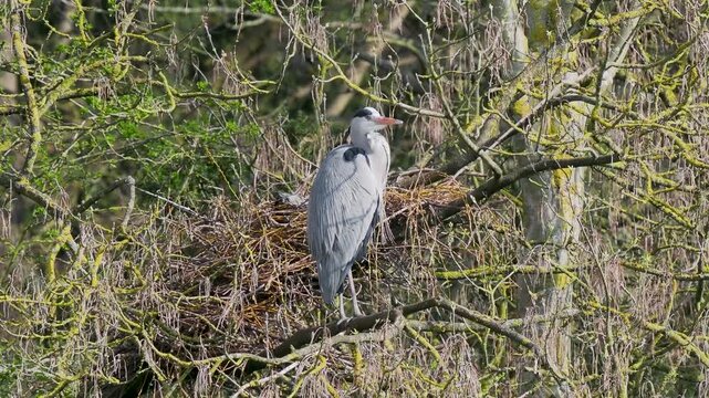 Grey Heron (ardea cinerea ) in a Heronry.