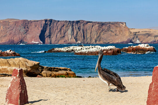 Brown pelican in Paracas, Peru (Pelecanus occidentalis)