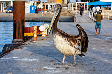 Fototapeta premium Brown pelican in Paracas, Peru (Pelecanus occidentalis)