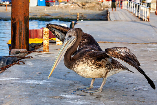 Brown pelican in Paracas, Peru (Pelecanus occidentalis)