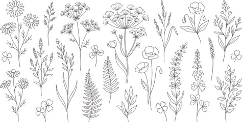 Fototapeta premium Hand-drawn botanical illustrations of various flowers and plants on transparent background 