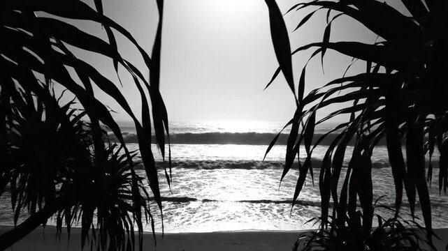 Black and white view of a beach at sunrise through silhouettes of pandanus trees with crashing waves