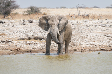 Obraz premium African Elephant throwing Mud and Water at a waterhole in Etosha National Park, Namibia, Africa