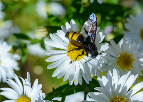 Scolia hirta (steppe scoliid wasp) collects nectar on white flowers with yellow stamens of Panicled Aster
