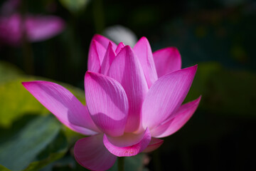 Obraz premium Lotus Flower from Guanyin District, Taoyuan, Taiwan.