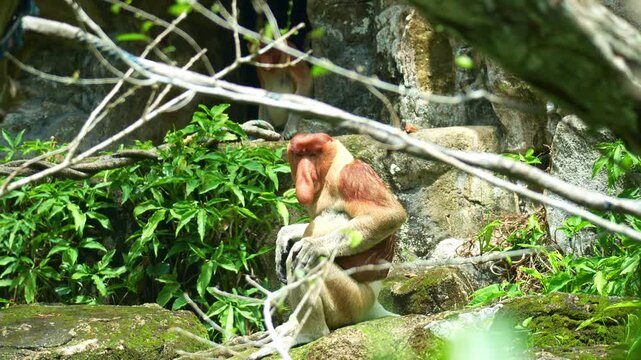 A Proboscis monkey (Nasalis larvatus) sits on the rock, looks around the surroundings, close up shot.