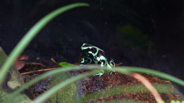 A Green and black poison dart frog (Dendrobates auratus) perches on a rock in a terrarium, close up shot.