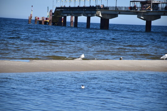 Seagulls on sandbar with pier in Baltic Sea Poland