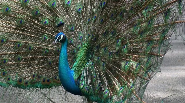 A male Indian Peacock (Pavo cristatus) spreads its vibrant blue and green tail feathers into a fan to attract a mate during breeding season, close up shot.
