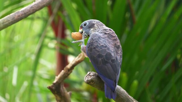 A Dusky Parrot (Pionus fuscus) perches on a branch, feeding, and cleans its bill by rubbing it against the branch, close up shot.