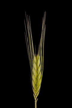 Rye (Secale cereale). Inflorescence Closeup
