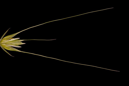 Rye (Secale cereale). Flowering Spikelet Closeup