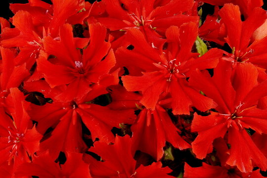 Maltese Cross (Silene chalcedonica). Inflorescence Detail Closeup