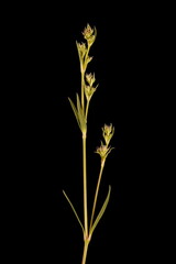 Fototapeta premium Baby's Breath (Gypsophila paniculata). Generative Shoot Closeup