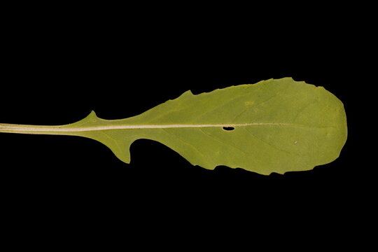 Rocket (Eruca sativa). Cauline Leaf Closeup
