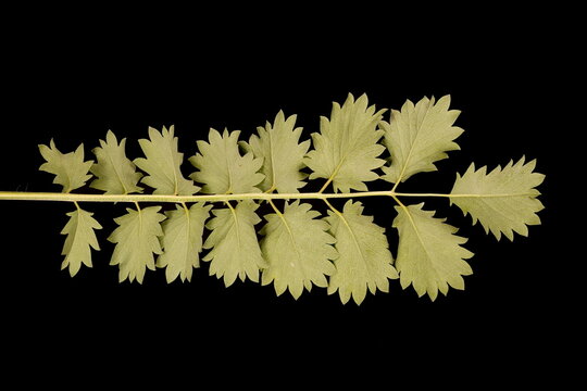 Salad Burnet (Sanguisorba minor). Basal Leaf Closeup
