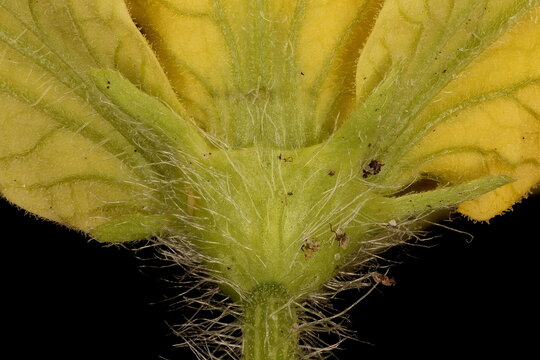 Sweet Watermelon (Citrullus lanatus). Calyx Closeup