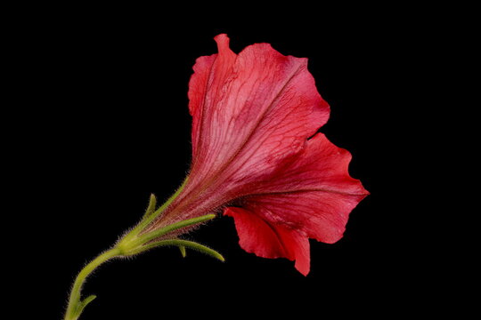 Petunia (Petunia x atkinsiana). Flower Closeup