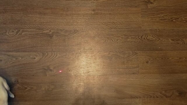 A small Chihuahua dog plays with a laser pointer on the floor in a living room.