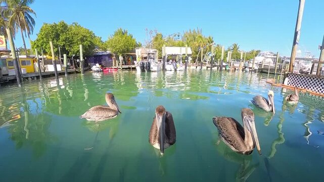 Harbor Drifters: 4K Close-Up of Brown Pelicans Floating on Calm Marina Waters in the Florida Keys