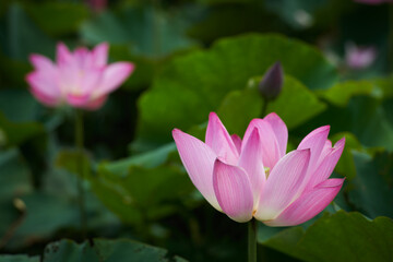 Fototapeta premium Lotus Flower from Guanyin District, Taoyuan, Taiwan.