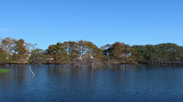 Boardwalk Journey: 4K Ground-Level View of the Lush Wakodahatchee Wetlands Ecosystem