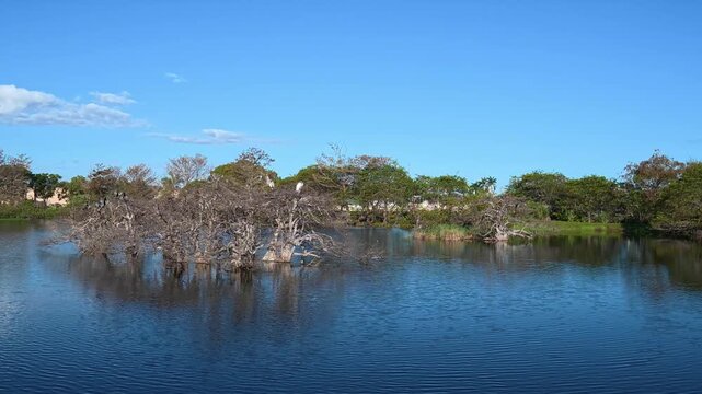Boardwalk Journey: 4K Ground-Level View of the Lush Wakodahatchee Wetlands Ecosystem