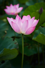 Obraz premium Lotus Flower from Guanyin District, Taoyuan, Taiwan.