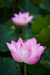 Obraz premium Lotus Flower from Guanyin District, Taoyuan, Taiwan.