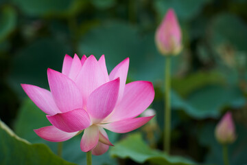 Obraz premium Lotus Flower from Guanyin District, Taoyuan, Taiwan.