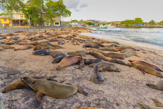 A sea lion colony on the beach at San Cristobal in the morning.