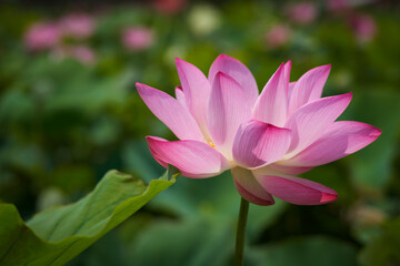 Obraz premium Lotus Flower from Guanyin District, Taoyuan, Taiwan.