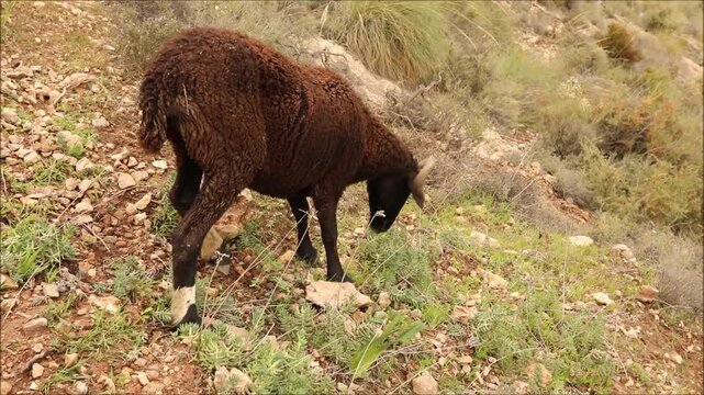 A dark brown ram with curved horns stands on a rocky, arid hillside